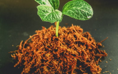 LA PLANTE 🌱